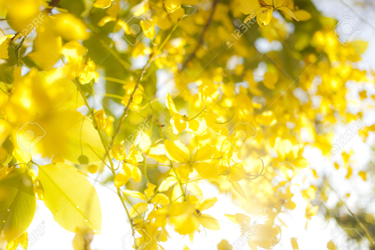 非フォーカス ゴールデン シャワー壁紙花座っている黄色い花をぼかし の写真素材 画像素材 Image