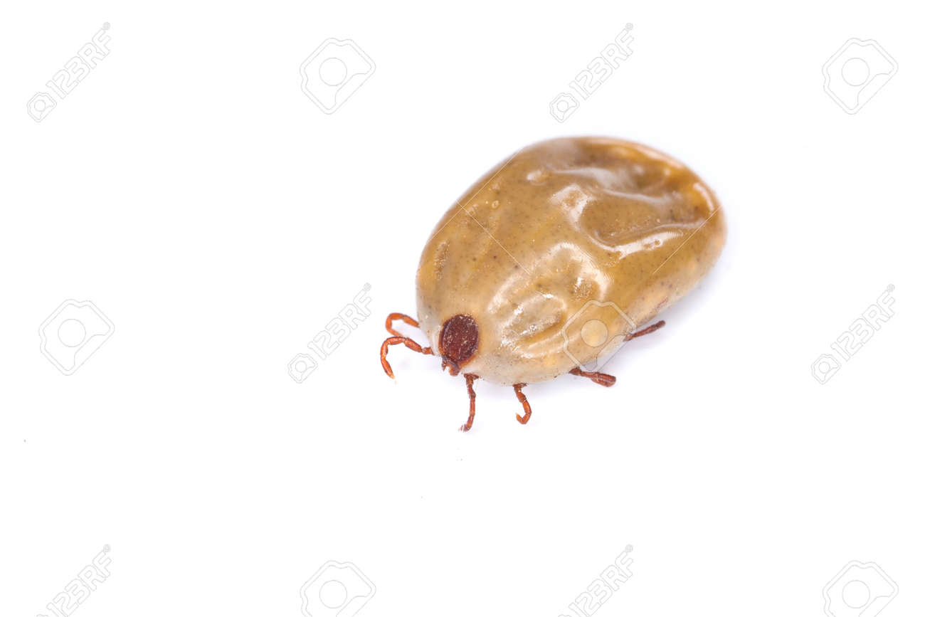 flea insect