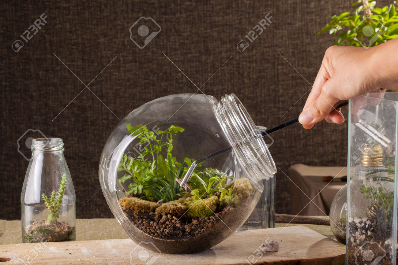 Terrarium, A Hand With A Tweezer Making Of Bottle Terrarium Plant Terrarium, a hand with a tweezer making of bottle terrarium plant green house. Stock - Terrarium, A Hand With A Tweezer Making Of Bottle Terrarium Plant