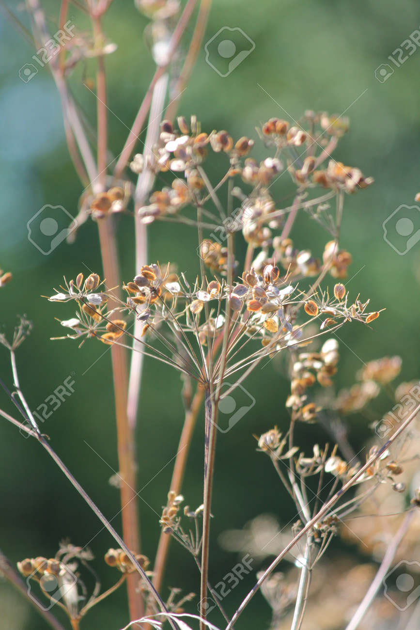 Saison D Automne Seche Et Passe Aux Semences Panais Sauvage