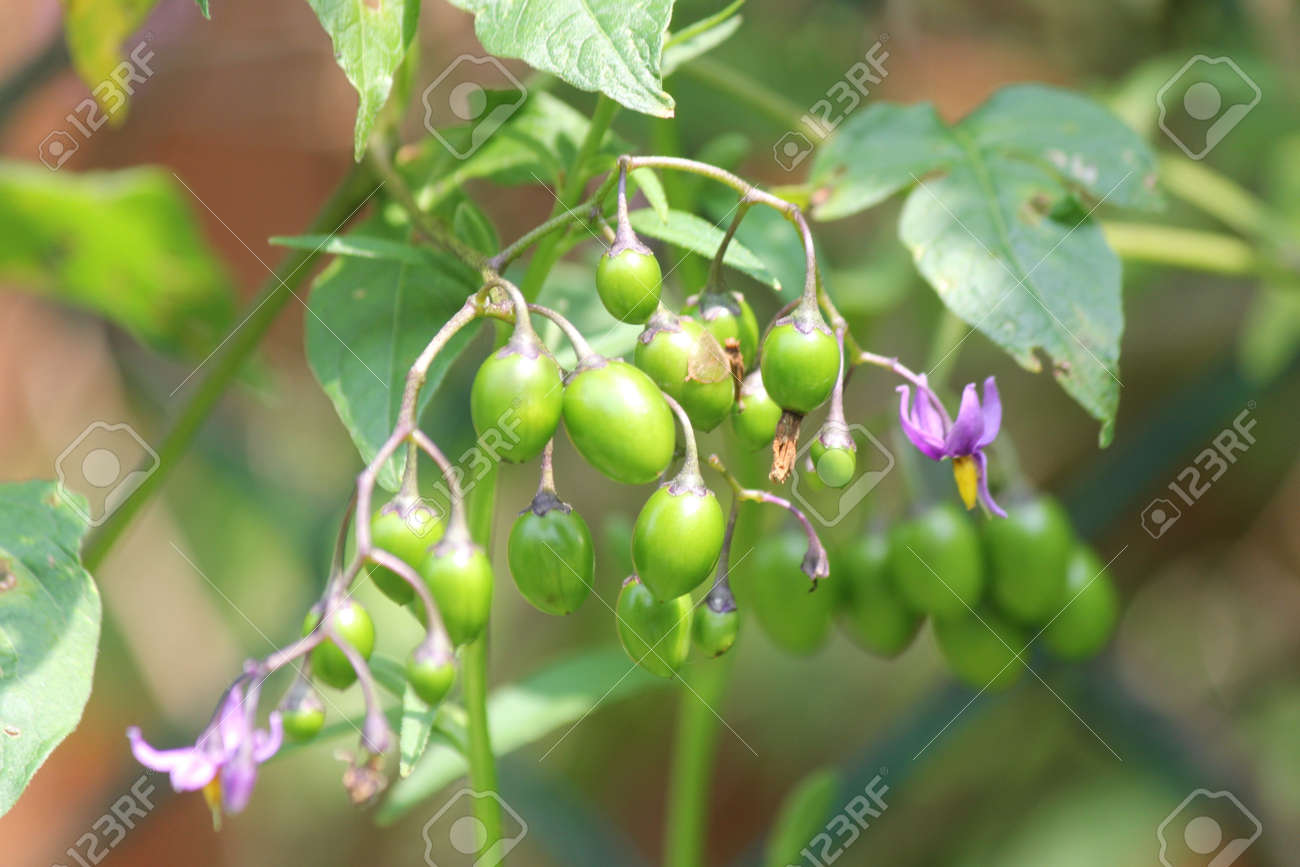 東南オンタリオの成長 紫と緑の果実とナス ナス Dulcamara 植物の黄色い花と紫します 人間に毒性があります Stock Photo Picture And Royalty Free Image Image