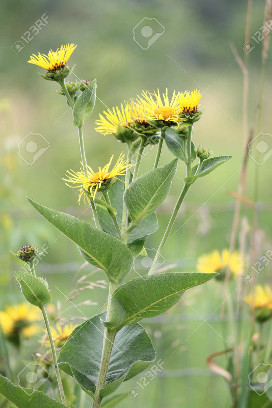 Fleurs Jaunes De Plantes Médicinales Elecampane Inula Helenium Ou Cheval Guérir En Fleur