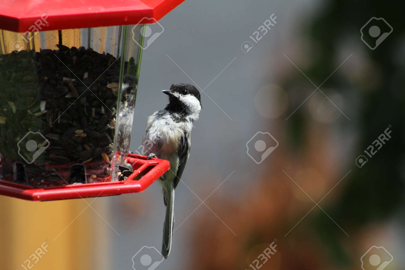 Mésange à Tête Noire Poecile Atricapillus Sur Une Mangeoire à Oiseaux Du Jardin Cest Un Petit Oiseau Chanteur Nord Américain Non Migrateur