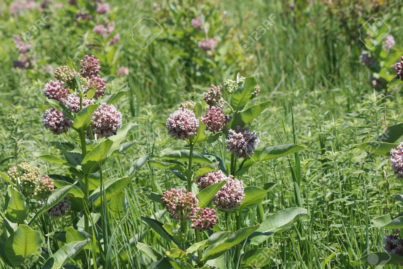 Flowering Milkweed Plant Milkweed Flowers Bloom From June To Stock Photo Picture And Royalty Free Image Image 104850110