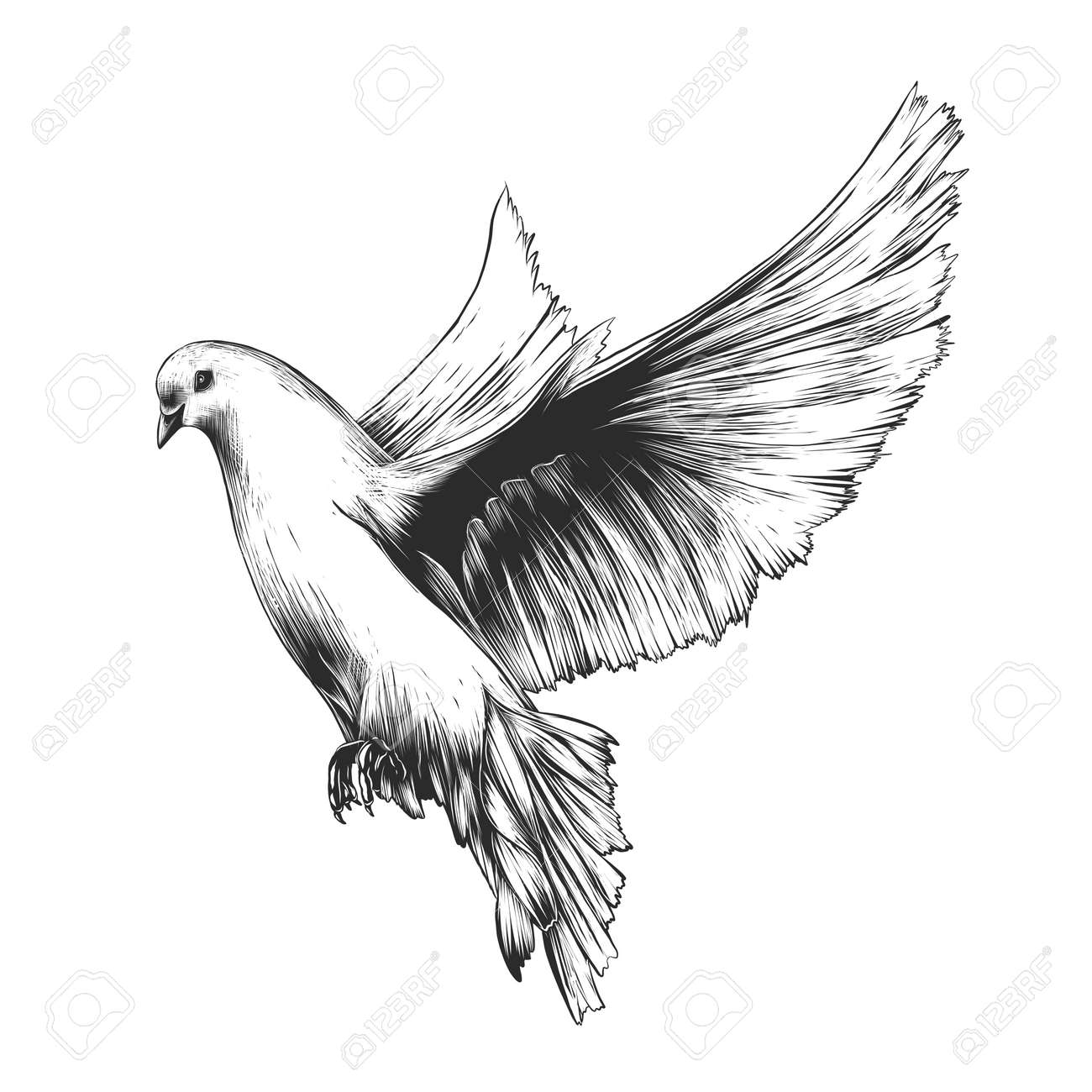 Vector engraved style illustration for posters, decoration and print. Hand drawn sketch of white dove in monochrome isolated on white background. Detailed vintage woodcut style drawing. Dove - 105150922 Vector engraved style illustration for posters, decoration and print. Hand drawn sketch of white dove in monochrome isolated on white background. Detailed vintage woodcut style drawing. Dove - 105150922