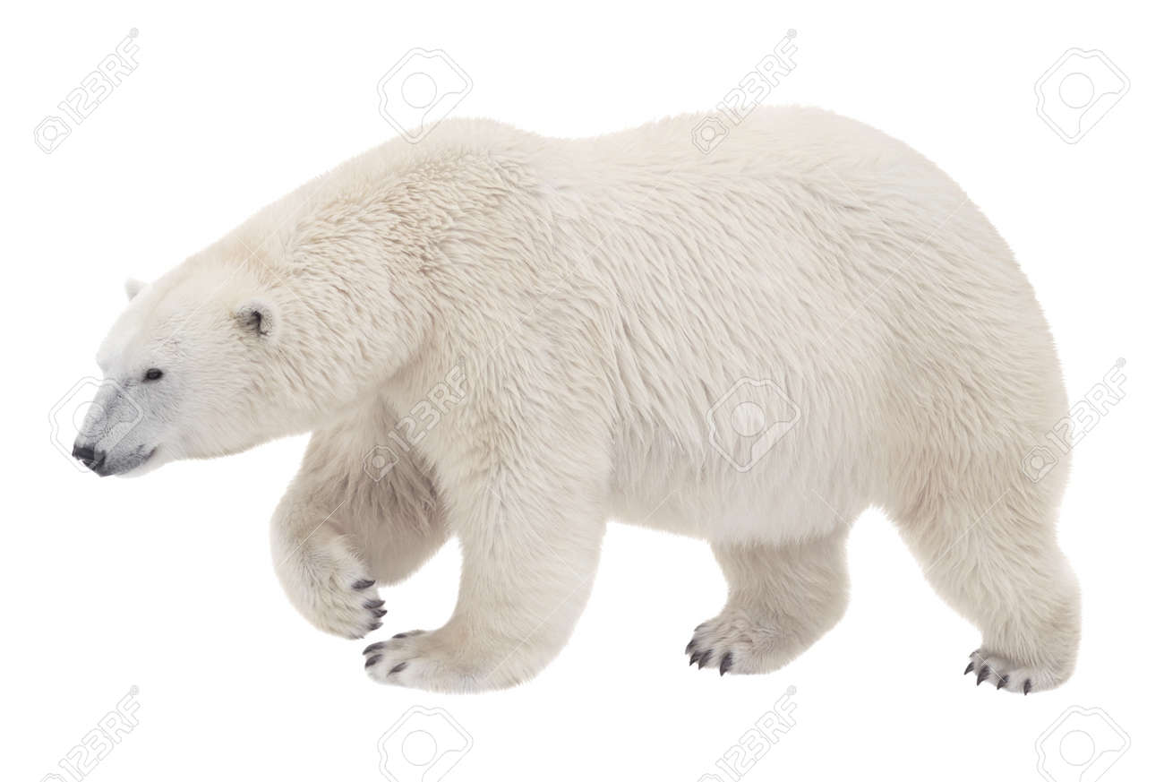 bear walking on a white background stock photo picture and royalty