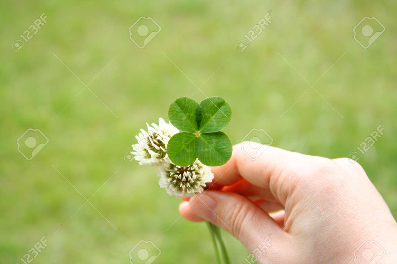 4 つ葉のクローバーと花 の写真素材 画像素材 Image 4 つ葉のクローバーと花 の写真素材 画像素材 Image
