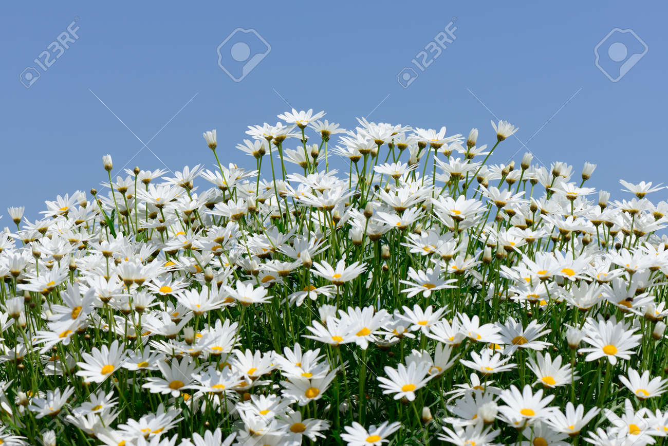 青い空を背景の白いマーガレットの花 の写真素材 画像素材 Image