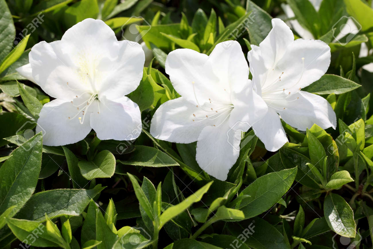 Blooming White Azalea Flowers Stock Photo Picture And Royalty Free Image Image 27841983