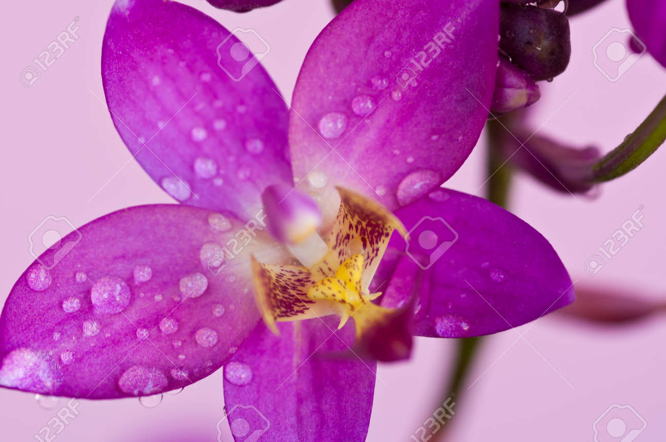 etiam-dictum-ipsum-a-felis