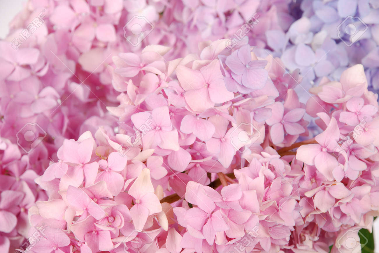 Beautiful Blue And Pink Hydrangeas Flower Background Stock Photo Picture And Royalty Free Image Image Beautiful Blue And Pink Hydrangeas Flower Background Stock Photo Picture And Royalty Free Image Image