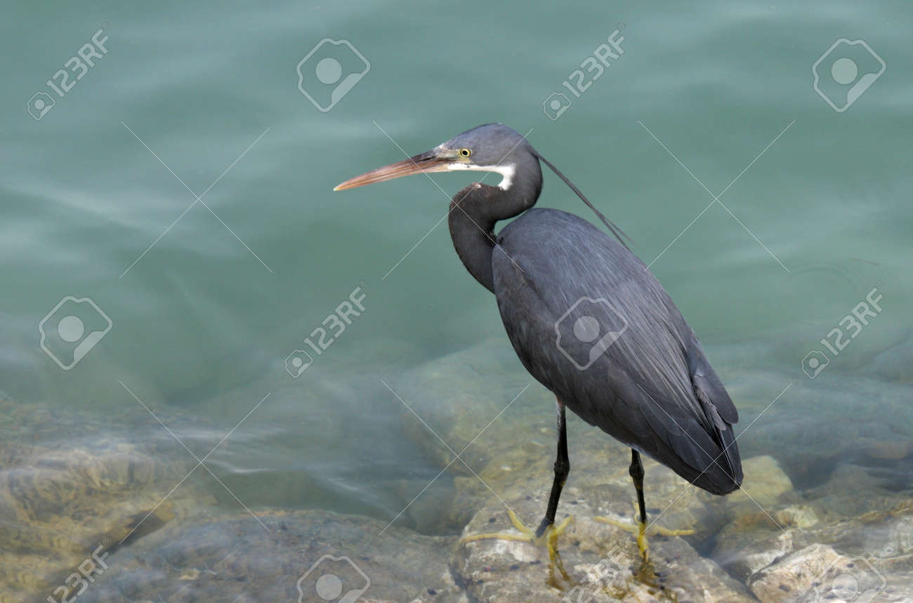 a black heron watching the movement of the fish stock photo picture