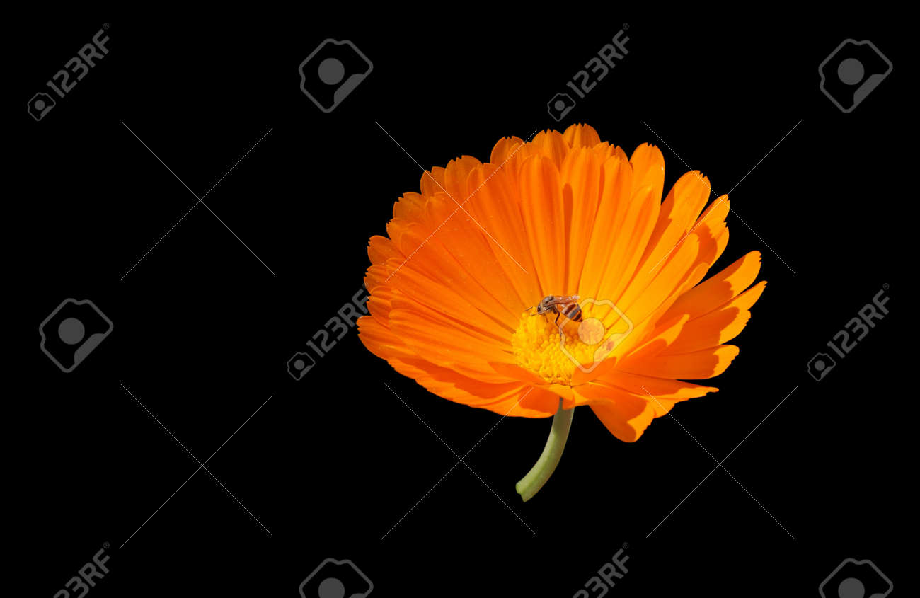 Orange Marigold Flower, Calendula Fiesta Gitana Isolated On Black ... Orange Marigold Flower, Calendula Fiesta Gitana Isolated On Black ...