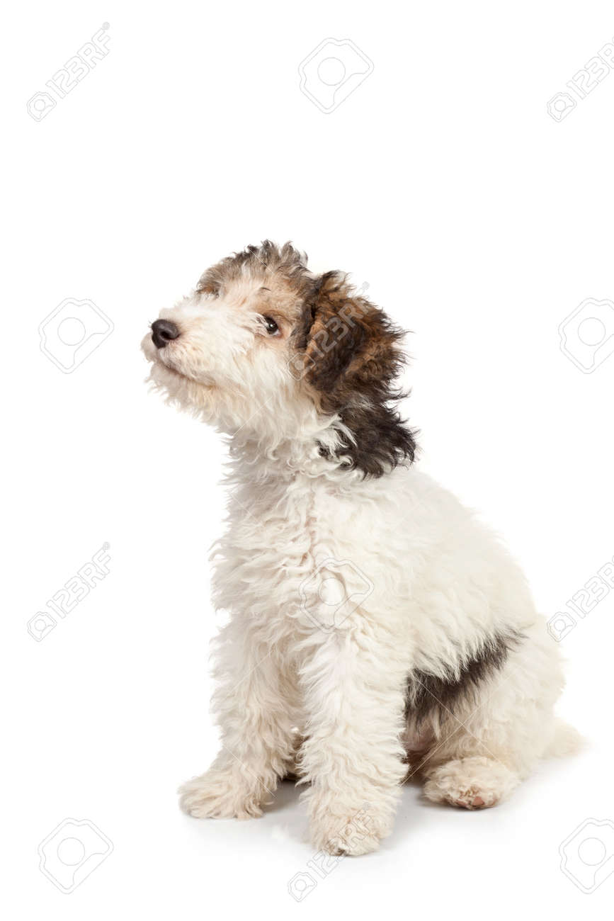 foxterrier puppy