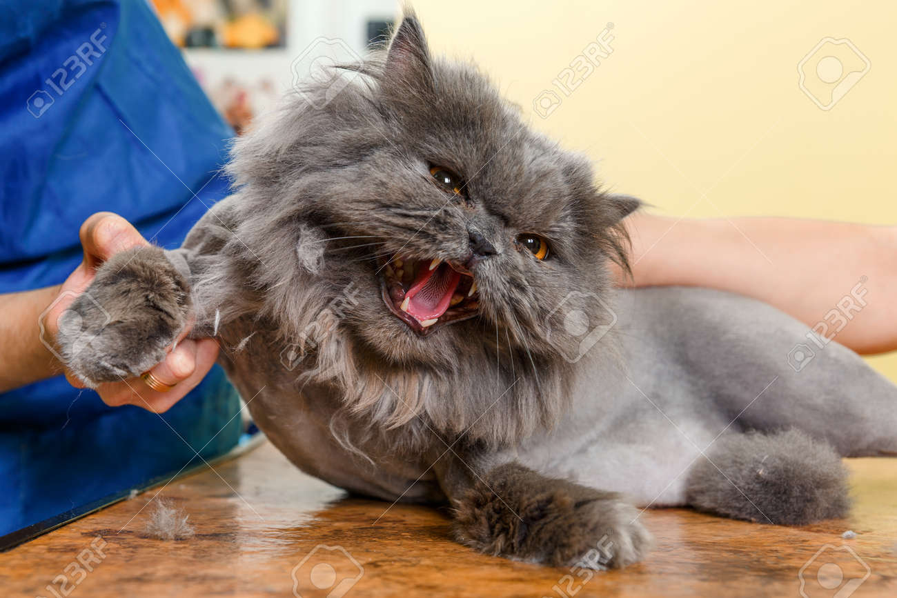 Chat Persan Tondu Dans Le Salon De Beaute Pour Les Animaux Le Chat A Peur Et Est En Colere Banque D Images Et Photos Libres De Droits Image