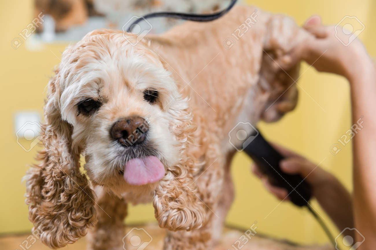 best dog collars for large dogs