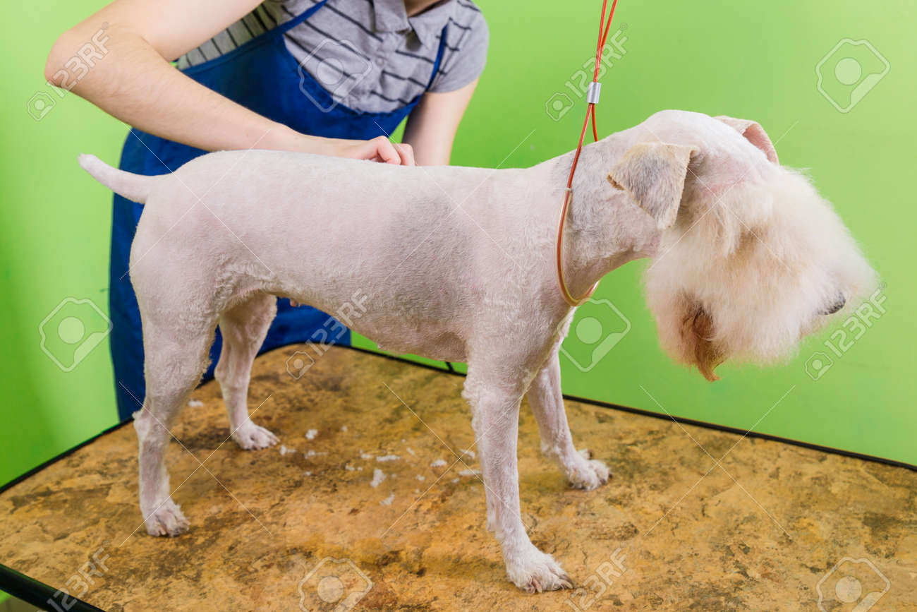 fox terrier cut