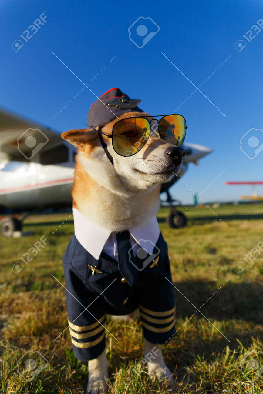 Funny Photo Of The Shiba Inu Dog In A Pilot Suit At The Airport