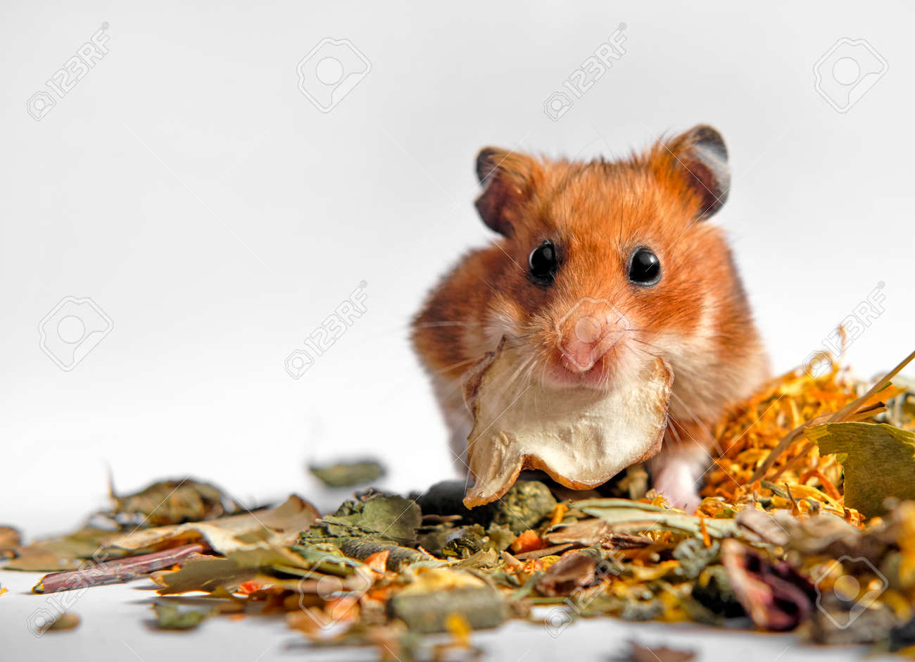 Red Syrian Hamster Holds A Piece Of Dry Topinambura In His Teeth Stock Photo Picture And Royalty Free Image Image