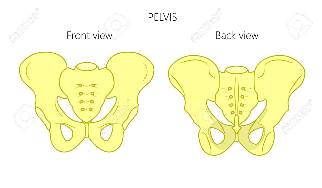 健康的な骨盤の図 のイラスト素材 ベクタ Image 7847