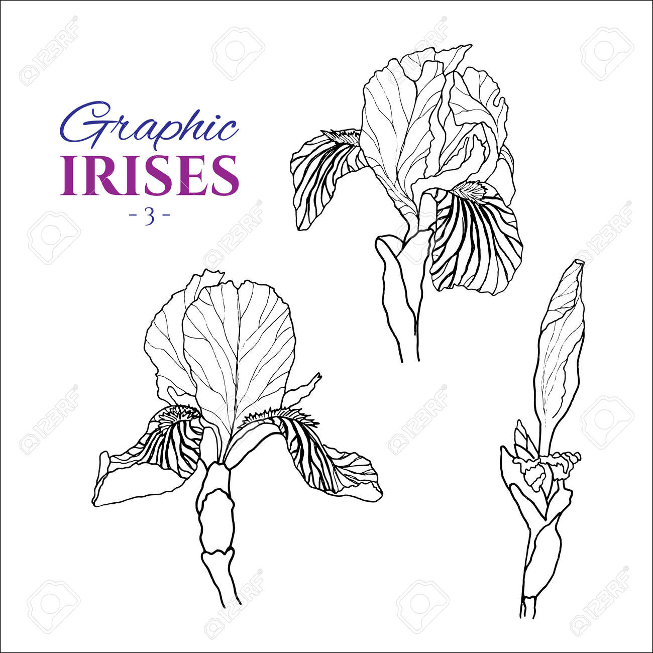 さまざまな角度からアイリスのグラフィック イラスト セットその 3 手描きの花とライン アート スタイルで芽 結婚式 の招待状 広告 小冊子のロマンチックなデザインの美しい花 のイラスト素材 ベクタ Image