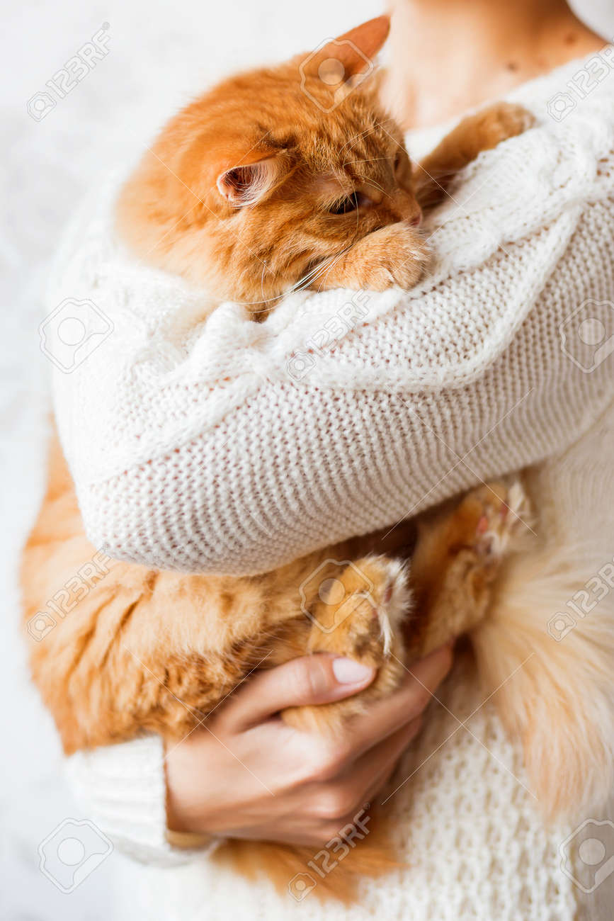 cat holding sweater
