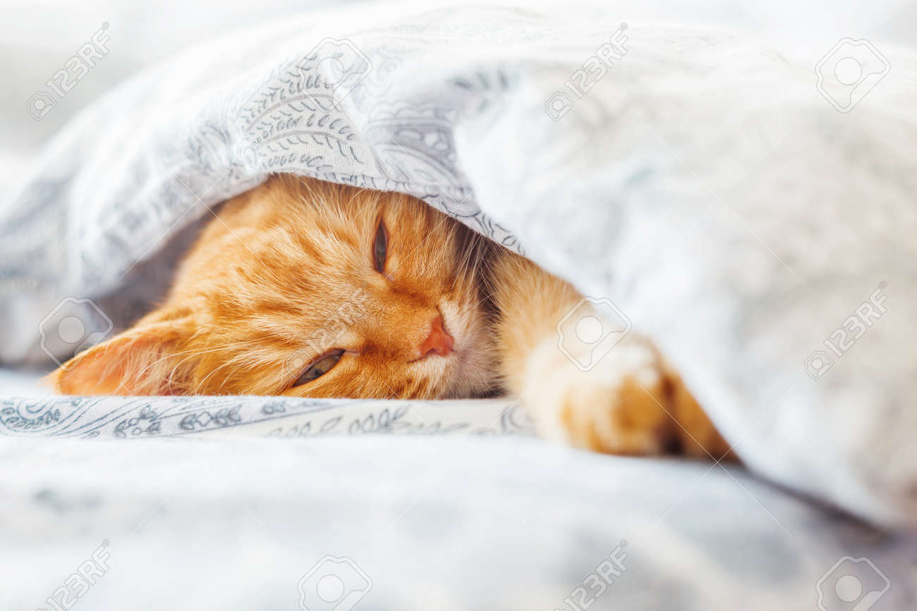 Cute ginger cat lying in bed under a blanket. Fluffy pet comfortably settled to sleep. Cozy home background with funny pet. - 57985748 Cute ginger cat lying in bed under a blanket. Fluffy pet comfortably settled to sleep. Cozy home background with funny pet. - 57985748