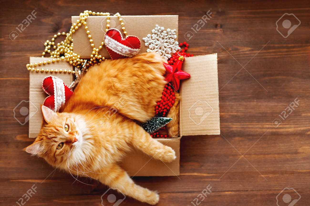 Ginger cat lies in box with Christmas and New Year decorations on wooden background. Fluffy pet is doing to sleep there. - 91579912 Ginger cat lies in box with Christmas and New Year decorations on wooden background. Fluffy pet is doing to sleep there. - 91579912