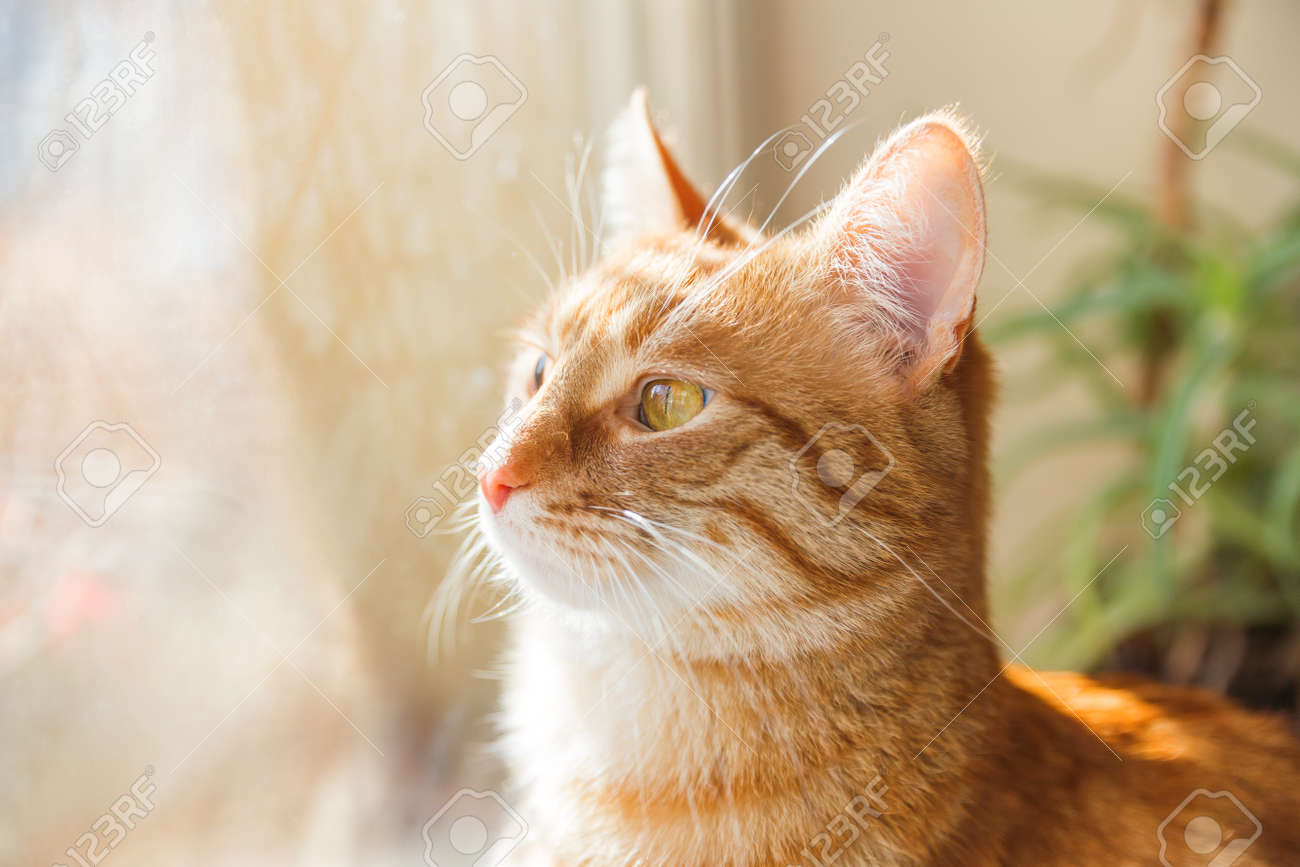 窓枠に座っているかわいい生姜猫。家のふわふわペットと居心地の良い家
