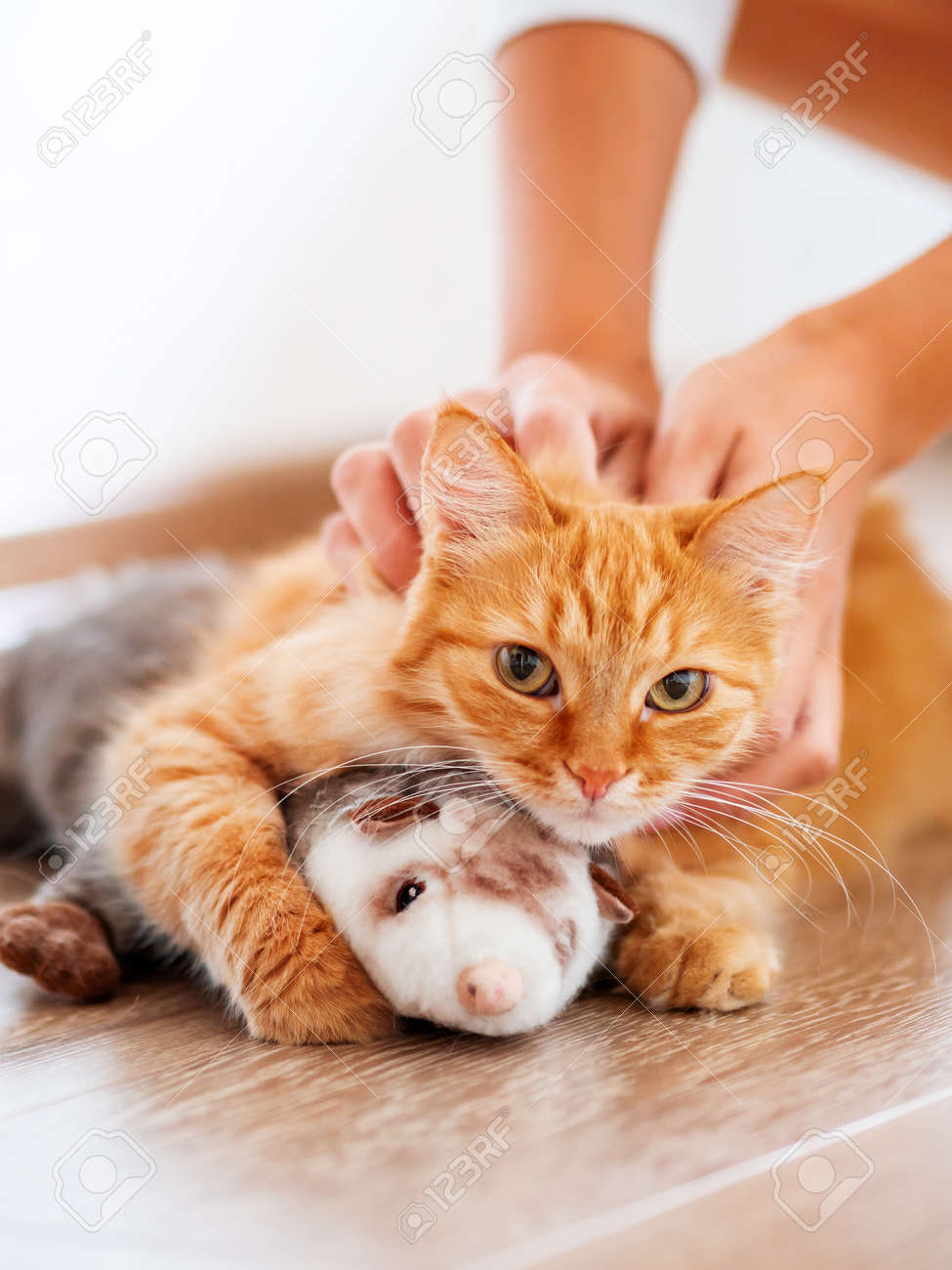 ginger cat plush