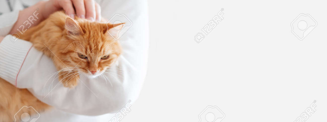 Cute ginger cat is sitting on man's hands and staring at camera. Symbol of fluffy pet adoption. Copy space. - 123154543 Cute ginger cat is sitting on man's hands and staring at camera. Symbol of fluffy pet adoption. Copy space. - 123154543