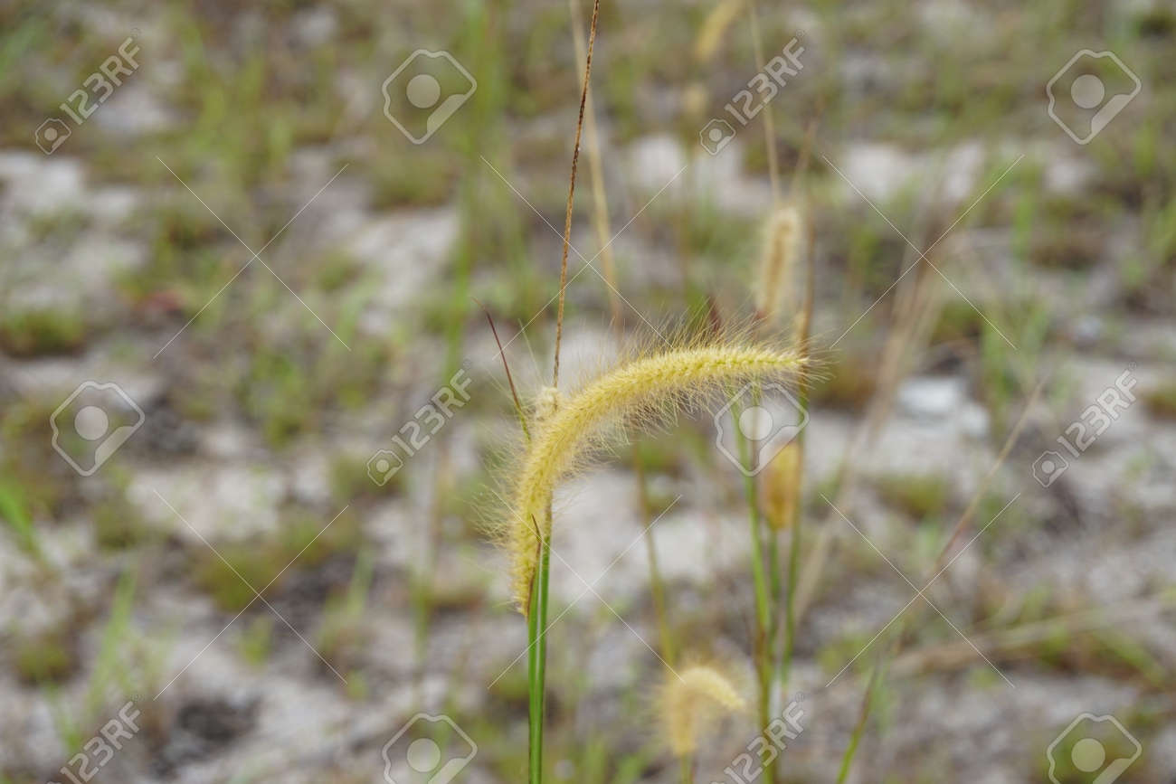 夏の間にフェザーグラスやドキヤカやラランの花のインペラタ シリンドリカ ボーフやコゴングラス 被写界深度が浅い 選択フォーカス の写真素材 画像素材 Image 夏の間にフェザーグラスやドキヤカやラランの花のインペラタ シリンドリカ ボーフやコゴングラス 被写界深度が浅い 選択フォーカス の写真素材 画像素材 Image
