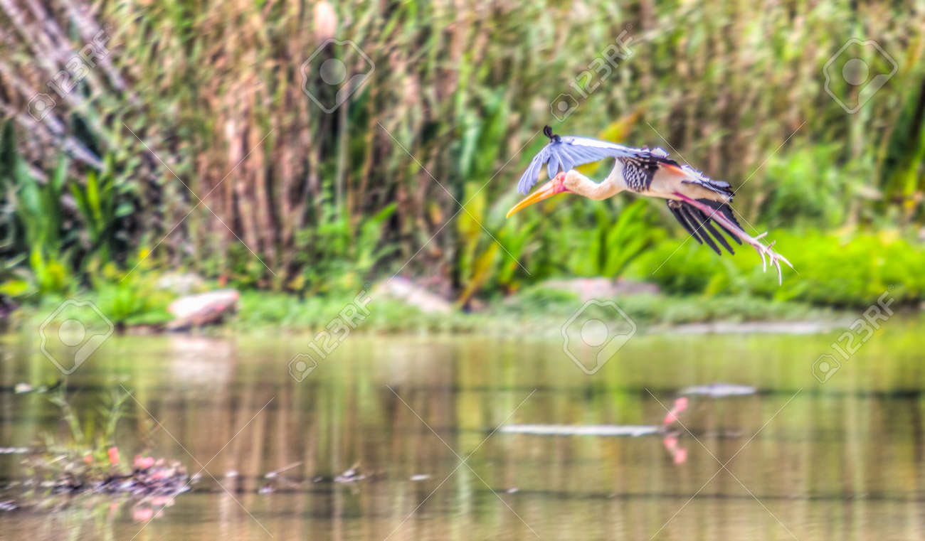 Painted Storks In A Wetland Park In Putrajaya Malaysia Stock Photo Picture And Royalty Free Image Image 23536181