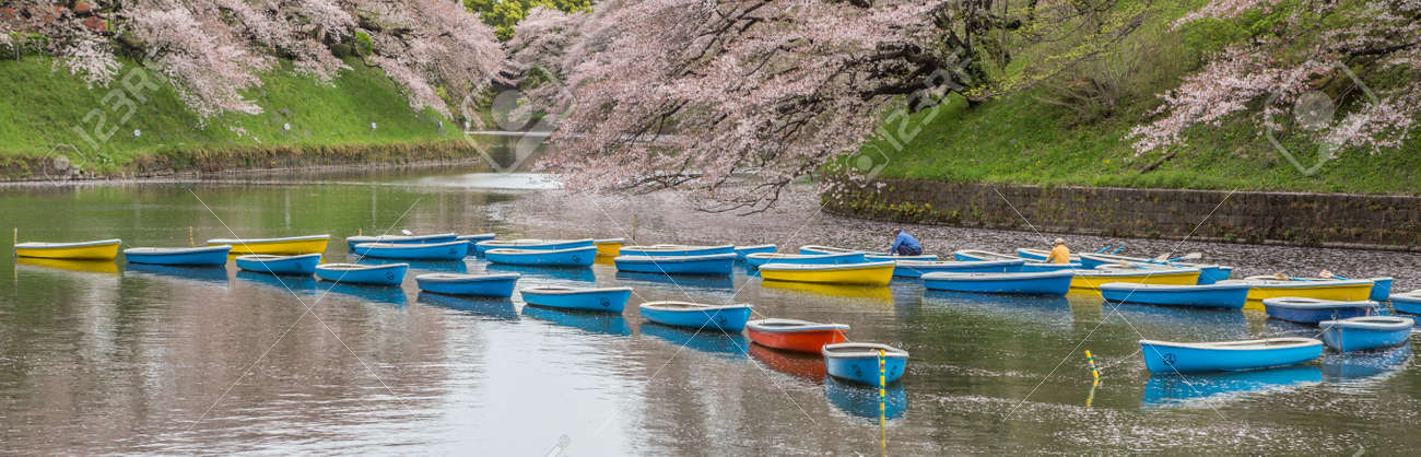 2016 年 4 月 7 日 東京都 日本の毎年恒例桜祭りの期間中東京のスポットを表示する人気の桜千鳥ヶ淵の湖で手漕ぎボートをちゃんと手配 の写真素材 画像素材 Image 55056979
