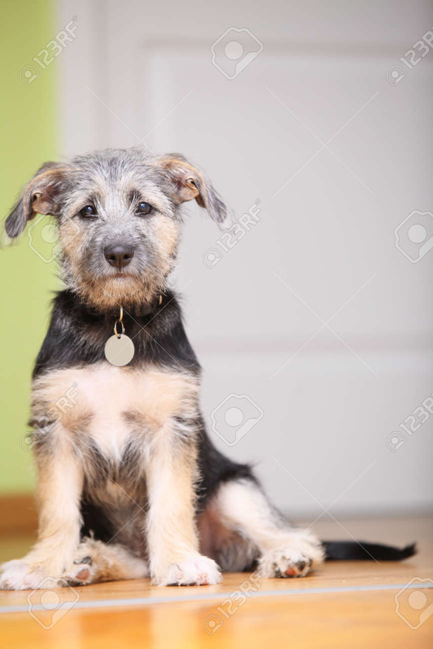 cute mutt puppy