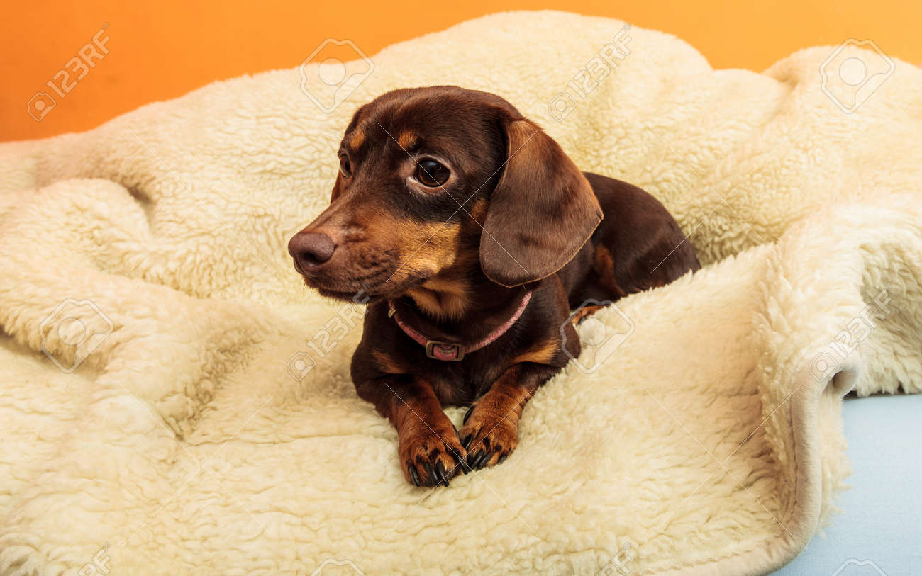 chihuahua dachshund shih tzu mix