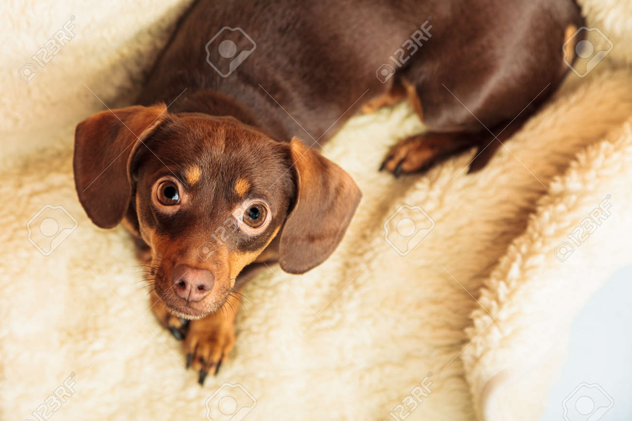 動物の家で ダックスフンド チワワとシーズー ミックス犬は屋内ウールの毛布のベッドでリラックス の写真素材 画像素材 Image 動物の家で ダックスフンド チワワとシーズー ミックス犬は屋内ウールの毛布のベッドでリラックス の写真素材 画像素材 Image