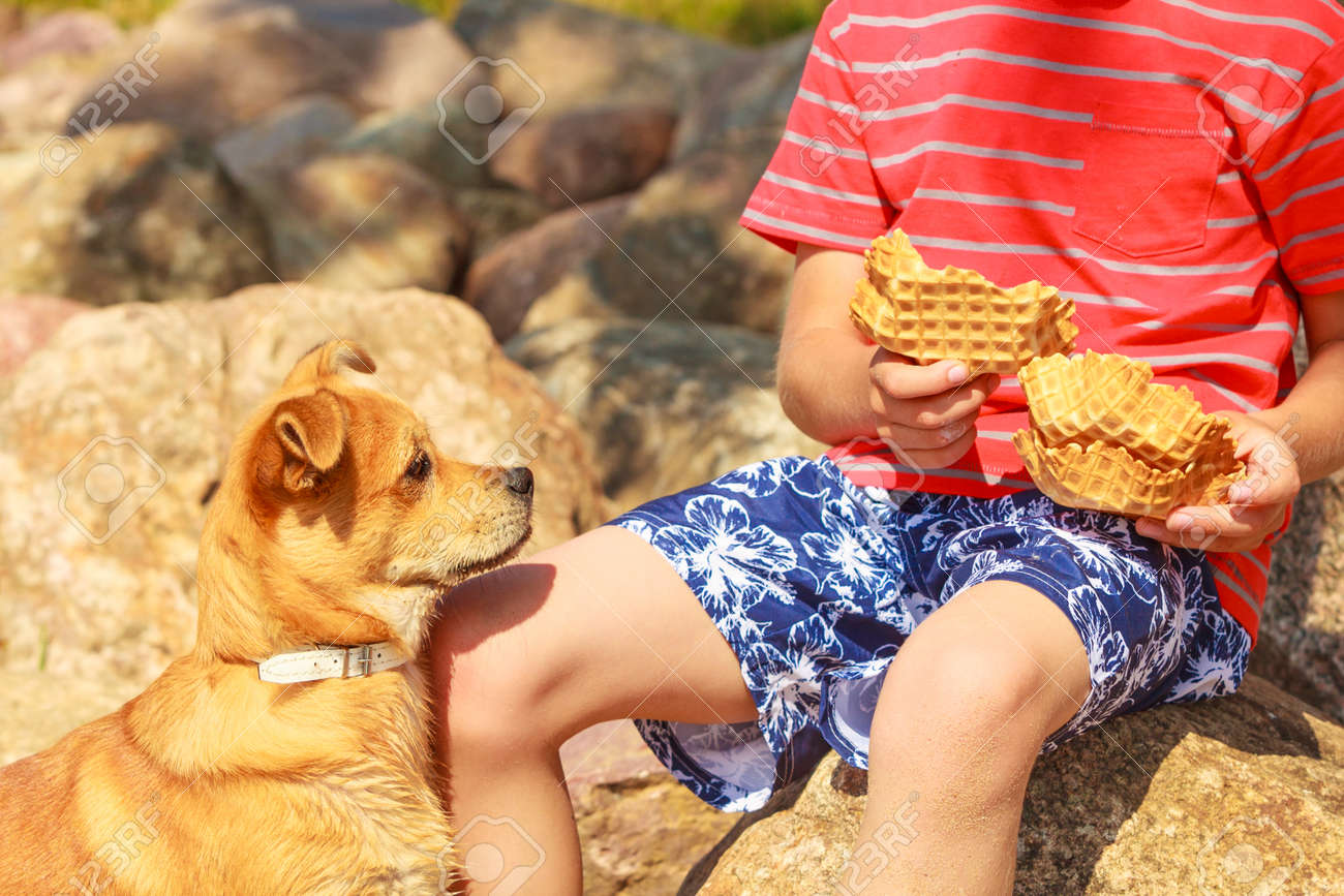 動物と子供たちの概念間の接続 一緒に遊ぶ陽気な混血犬と少年の子供 楽しい子犬とのアクティブな子 の写真素材 画像素材 Image