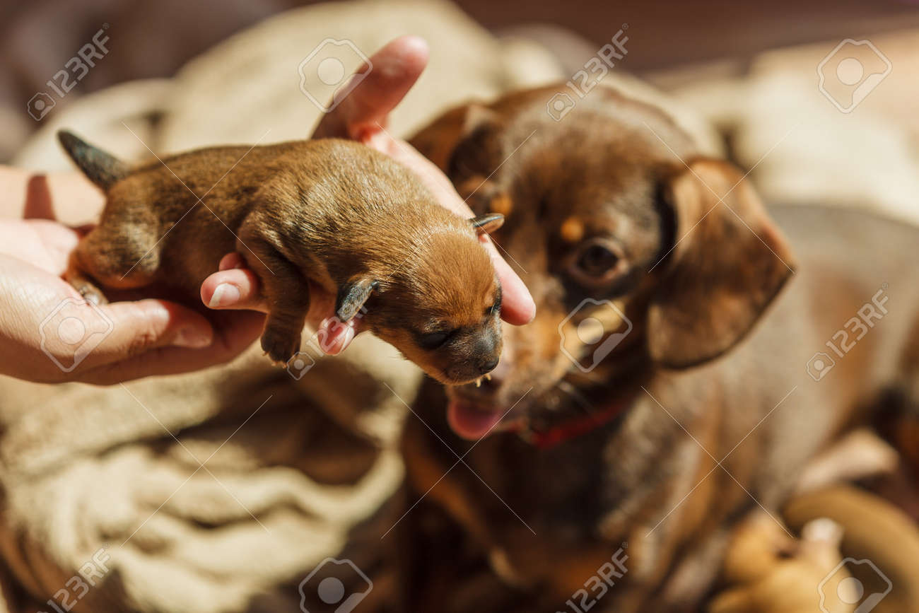 77+ Dachshund Puppies Newborn