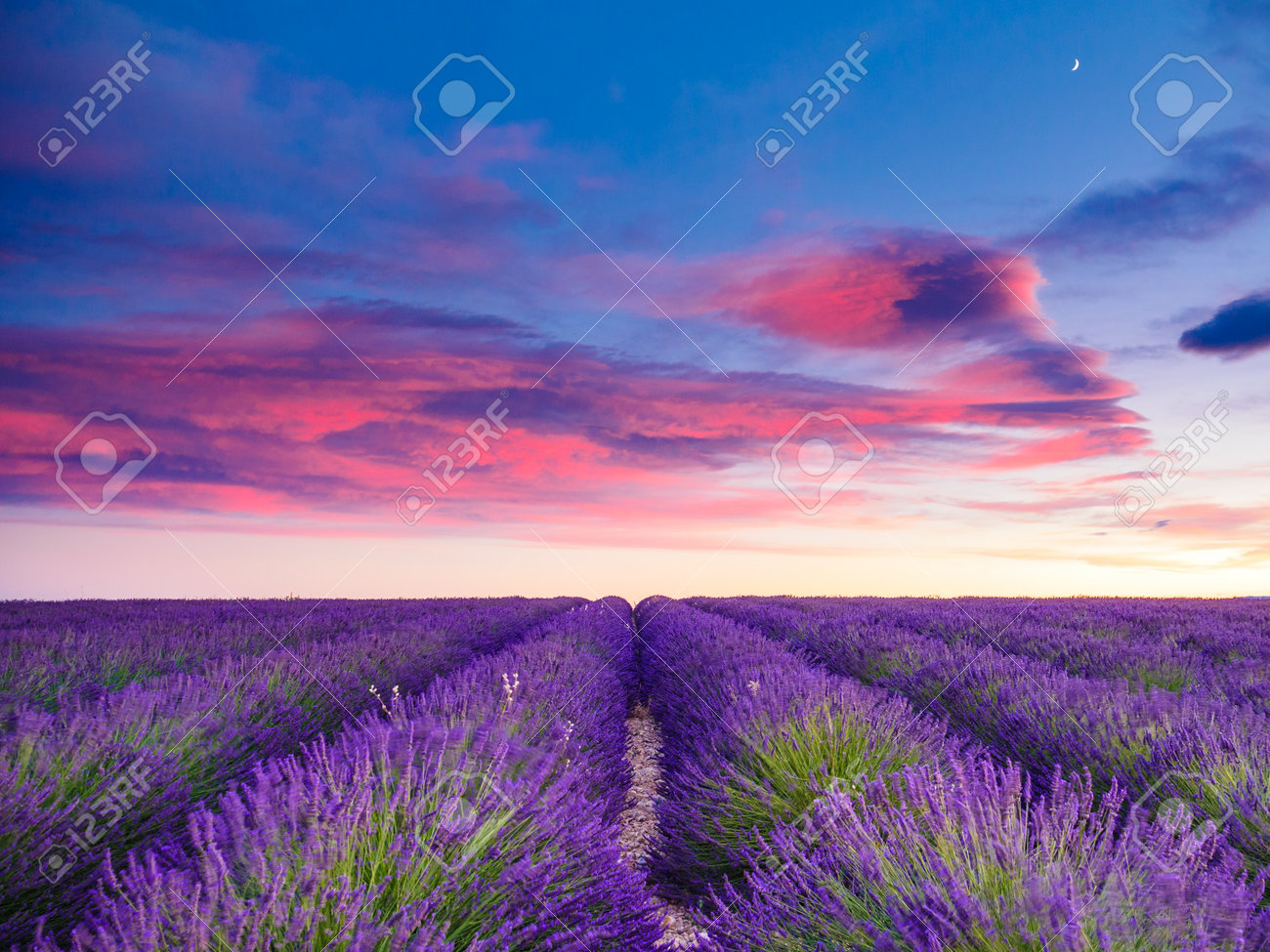 Topaz☆ 水彩画 夕暮れのラベンダー畑とケツァール 値段は600円です