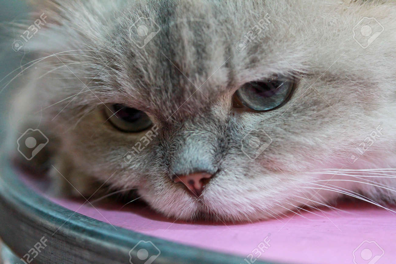 etiam-dictum-ipsum-a-felis