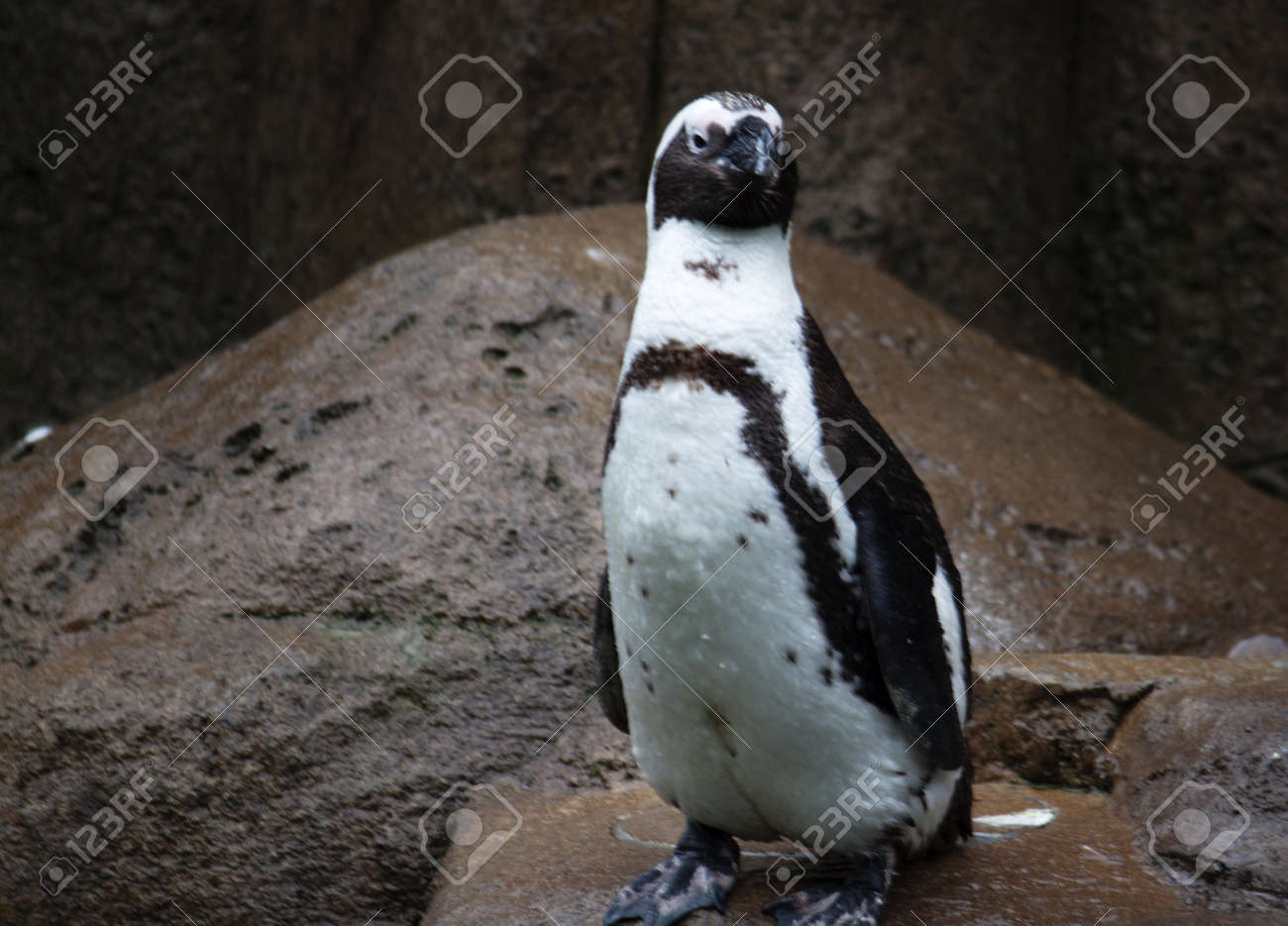 アフリカ ペンギン水のすくいの準備ができて の写真素材 画像素材 Image アフリカ ペンギン水のすくいの準備ができて の写真素材 画像素材 Image