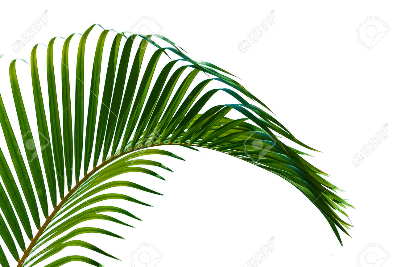 palm leaves close up isolated on white background stock photo