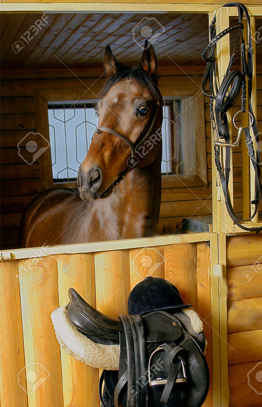 茶色の馬小屋の戸に鞍や手綱を装備 の写真素材 画像素材 Image 茶色の馬小屋の戸に鞍や手綱を装備 の写真素材 画像素材 Image