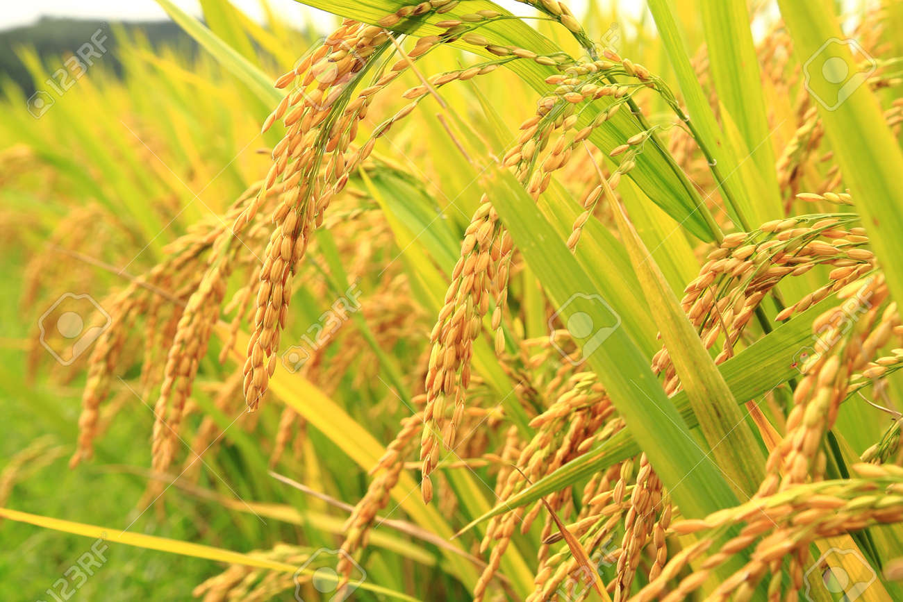 Mature rice plant Mike fuller fulltone asshole