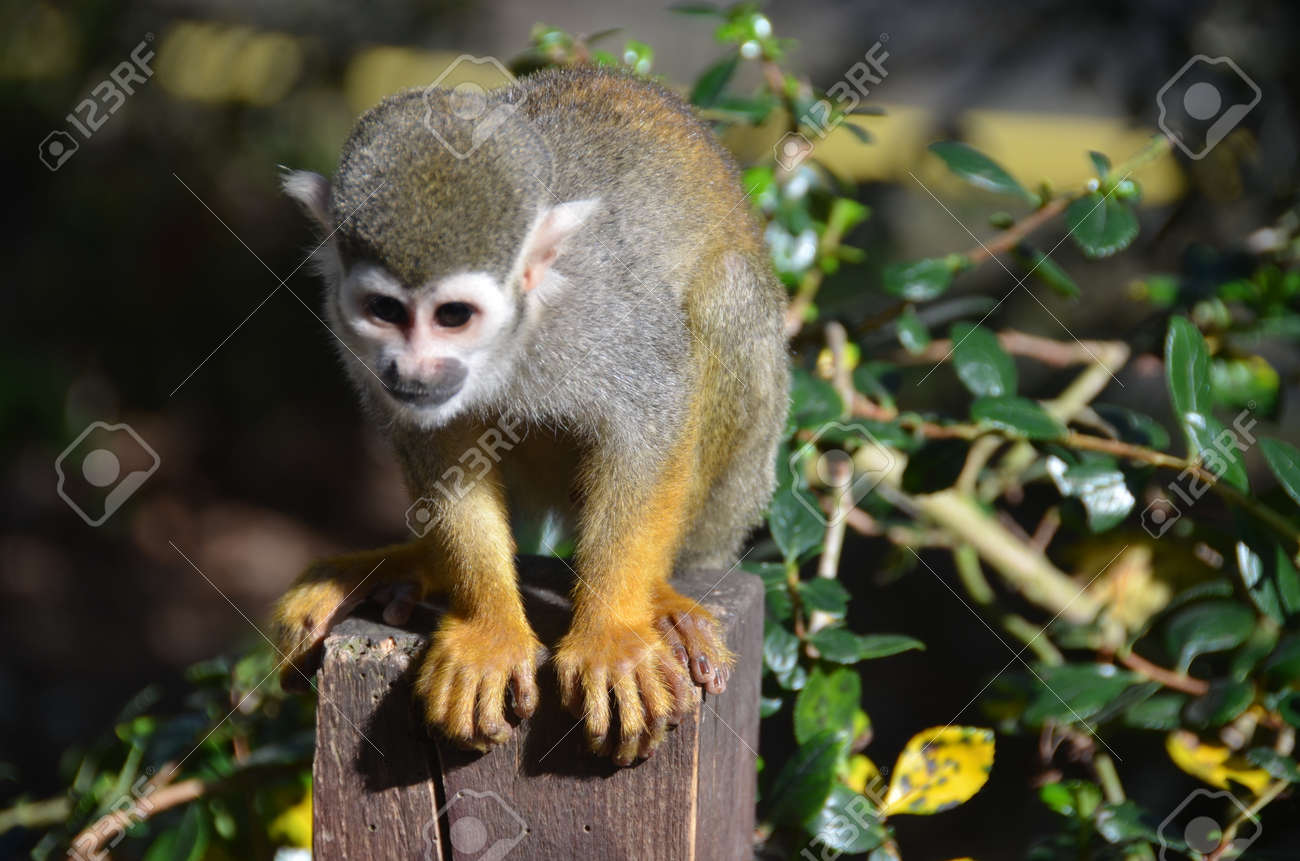 etiam-dictum-ipsum-a-felis