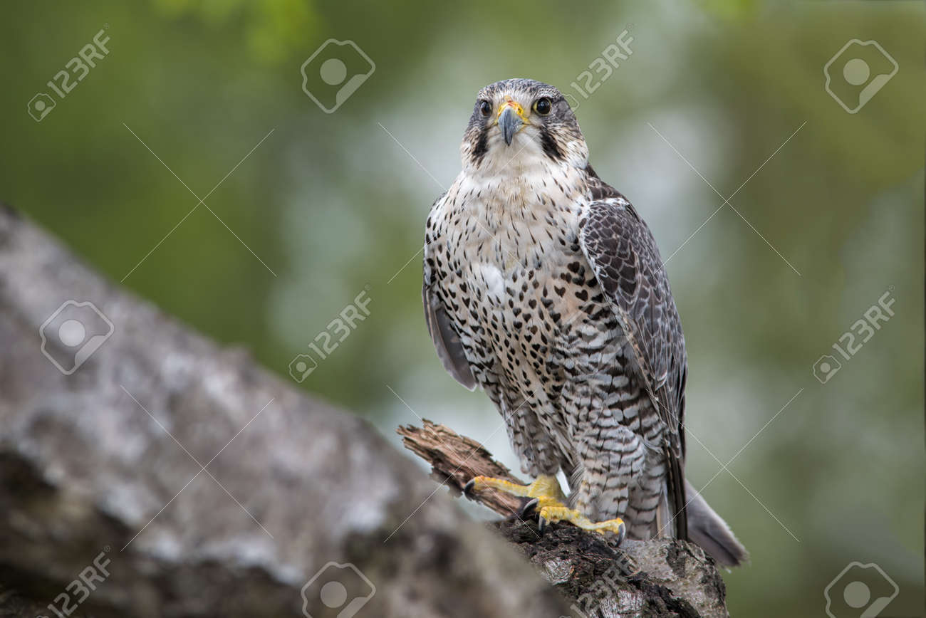 Un Ritratto Di Un Falco Pellegrino E Falco Pellegrino Si è Appollaiato Su Un Ramo Di Albero Che Guarda In Avanti