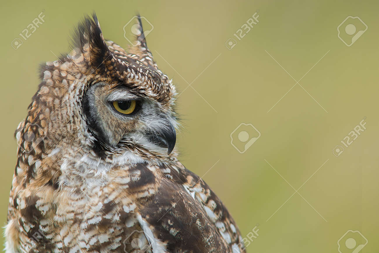 右に直面して斑点を付けられたワシフクロウと写真の左側にセットの頭の横顔の肖像画間近 の写真素材 画像素材 Image 右に直面して斑点を付けられたワシフクロウと写真の左側にセットの頭の横顔の肖像画間近 の写真素材 画像素材 Image