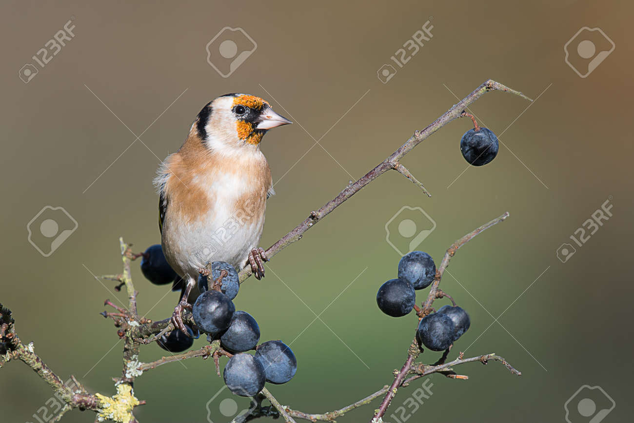 a detailed portrait of a young juvenile goldfinch perched on stock