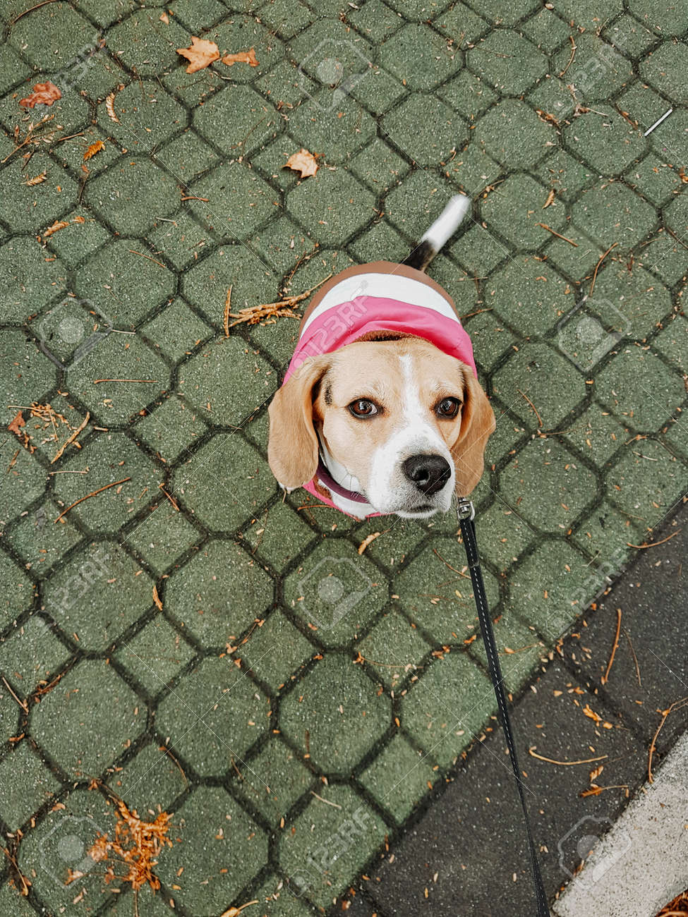 beagle coat